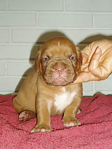 Female 1 - 16 days
